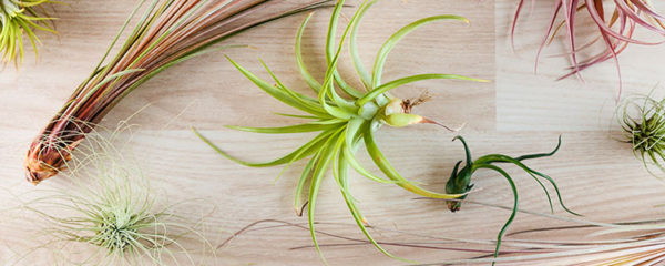 tillandsias