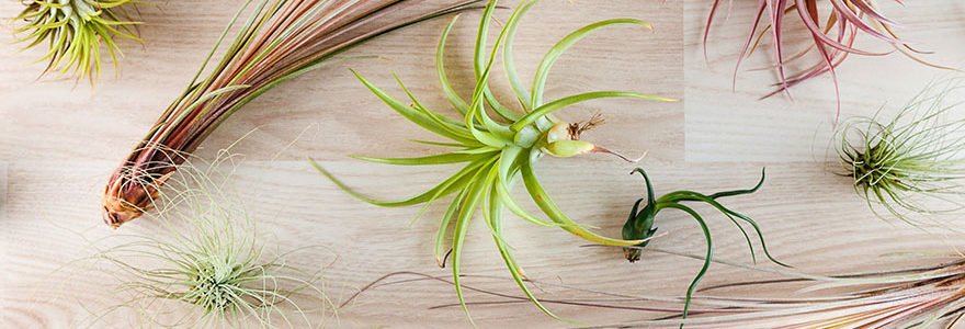 tillandsias